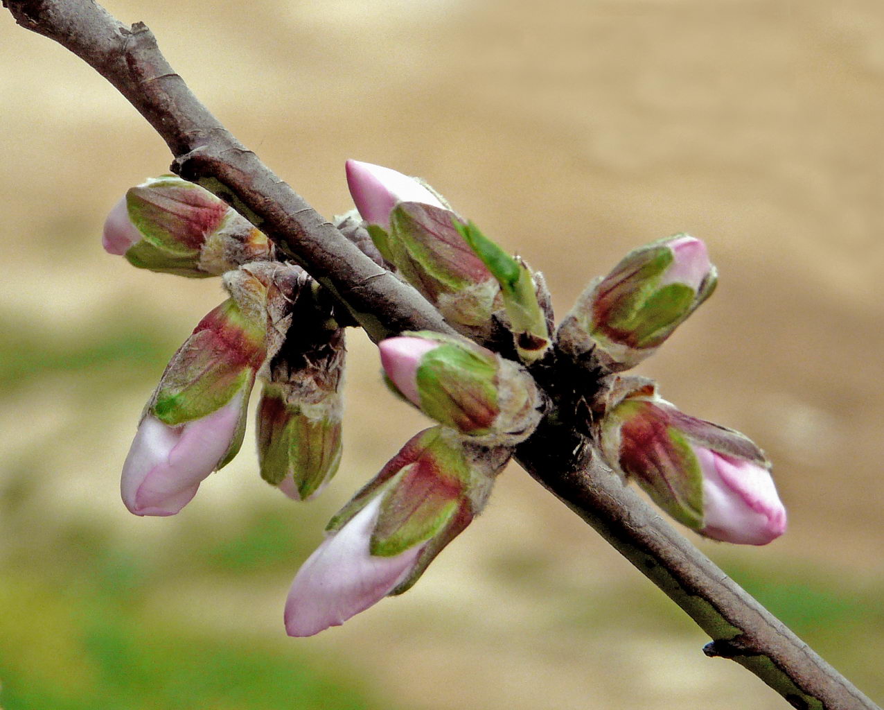 Prunus Dulcis